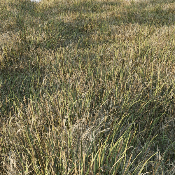 Grass Collection 6 grassy field with