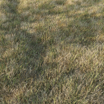 Grass Collection 6 grassy field with