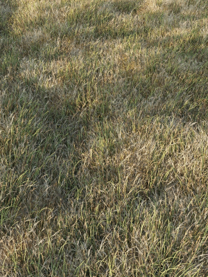 Grass Collection 6 grassy field with