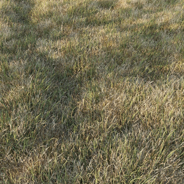 Grass Collection 6 grassy field with
