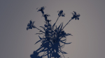 Grass Flower