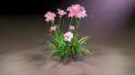 Grass Flower