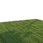 Grass for landscape