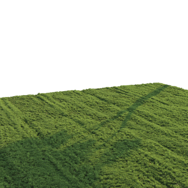 Grass for landscape