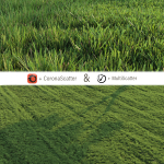 Grass for landscape