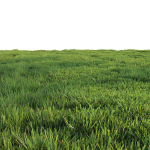 Grass for landscape