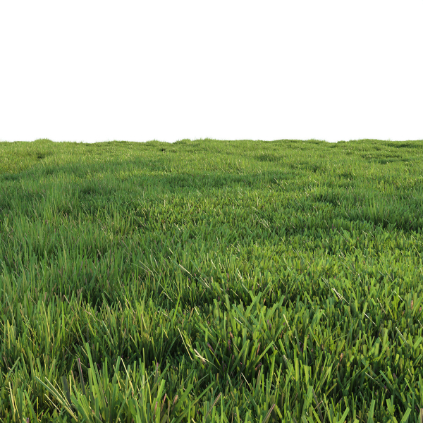 Grass for landscape