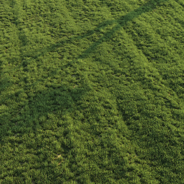 Grass for landscape