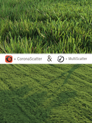 Grass for landscape