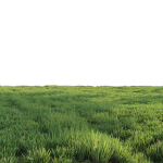 Grass for landscape