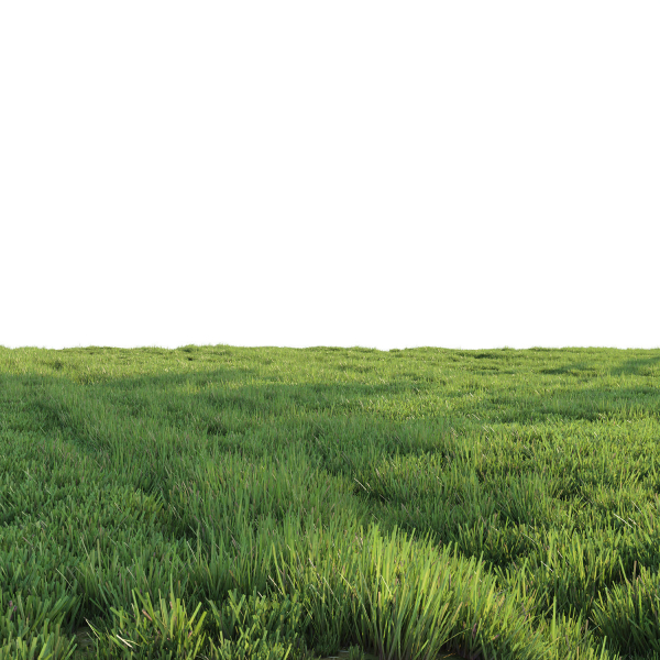 Grass for landscape