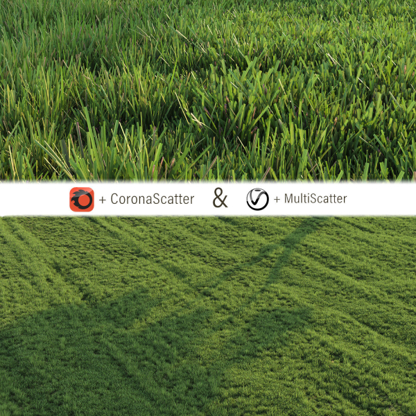 Grass for landscape