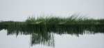 Grass Forest