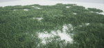 Grass Forest