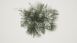 Grass Forest