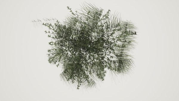 Grass Forest