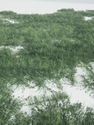 Grass Forest