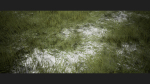 Grass Forest