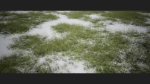 Grass Forest