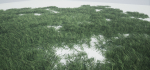 Grass Forest V 1