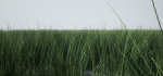 Grass Forest V 1