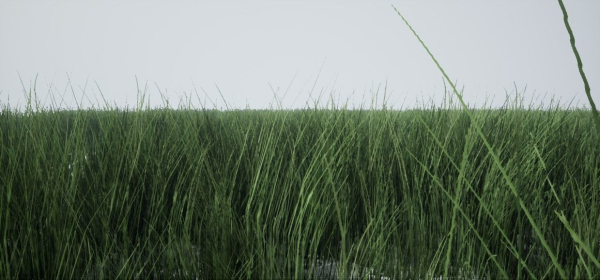 Grass Forest V 1