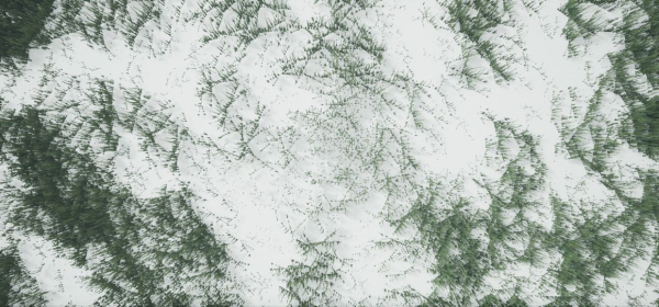 Grass Forest V 1