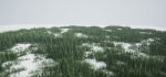 Grass Forest V 1