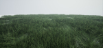 Grass Forest V 1