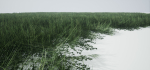 Grass Forest V 1