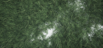 Grass Forest V 1