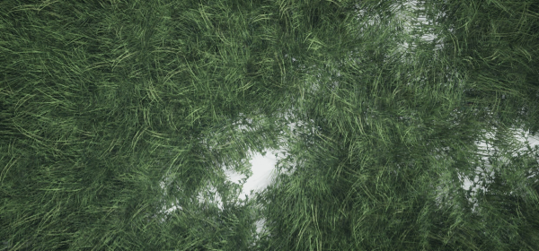 Grass Forest V 1