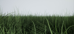 Grass Forest V 1