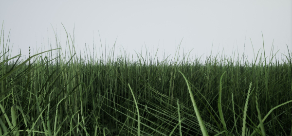 Grass Forest V 1
