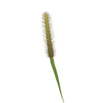 Grass Giant Foxtail bend