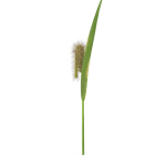 Grass Giant Foxtail bend