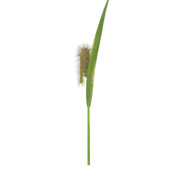 Grass Giant Foxtail bend