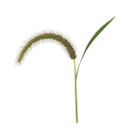 Grass Giant Foxtail bend