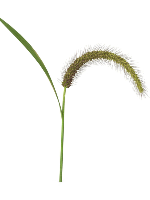 Grass Giant Foxtail bend