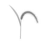 Grass Giant Foxtail bend