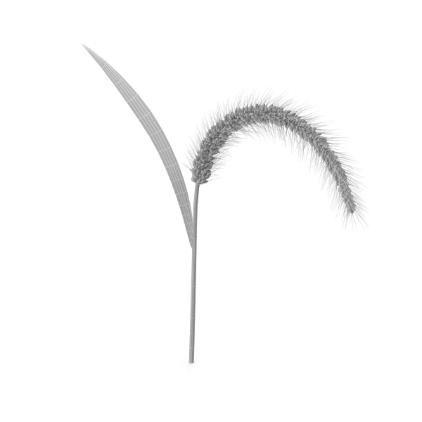 Grass Giant Foxtail bend