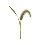Grass Giant Foxtail bend