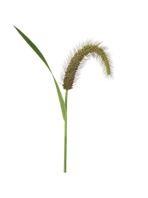 grass-giant-foxtail-bend-3d-model-8a449c438d