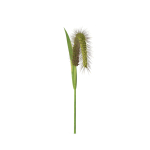 Grass Giant Foxtail bend