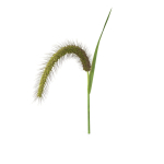 Grass Giant Foxtail bend