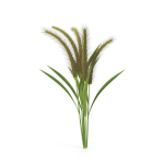 Grass Giant Foxtail bush