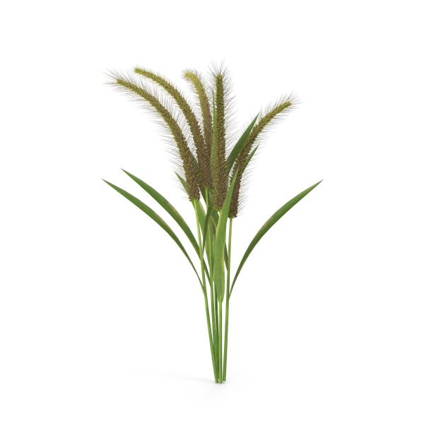 Grass Giant Foxtail bush