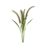 Grass Giant Foxtail bush