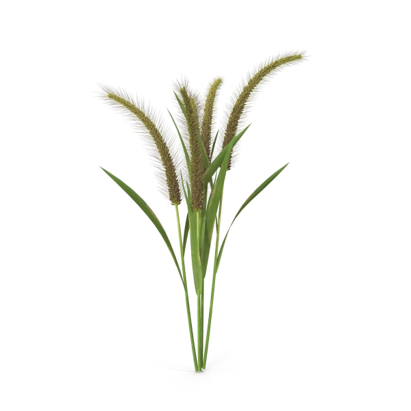 Grass Giant Foxtail bush