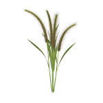 Grass Giant Foxtail bush
